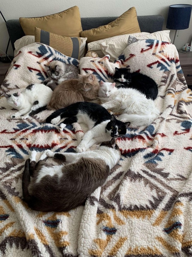 Кошки , кошечки, котяры 14.03.21