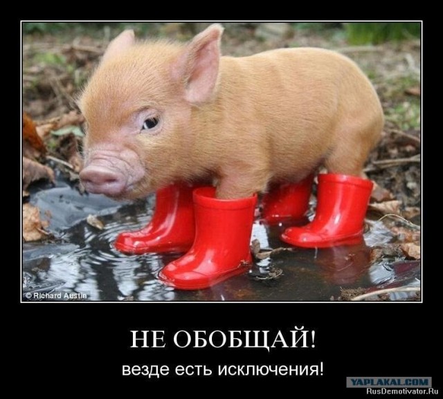 Оп-оп-оп! Красный мокасин!
