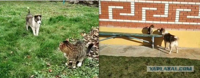 Когда то я была меньше кота, а теперь мы друзья