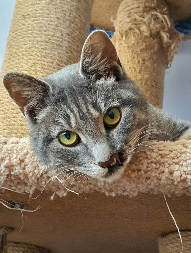 Котовторник