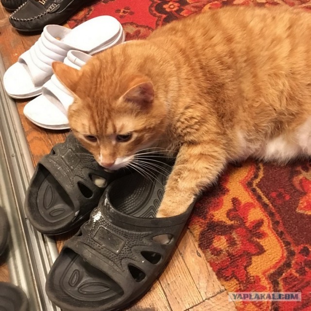 К котовторнику