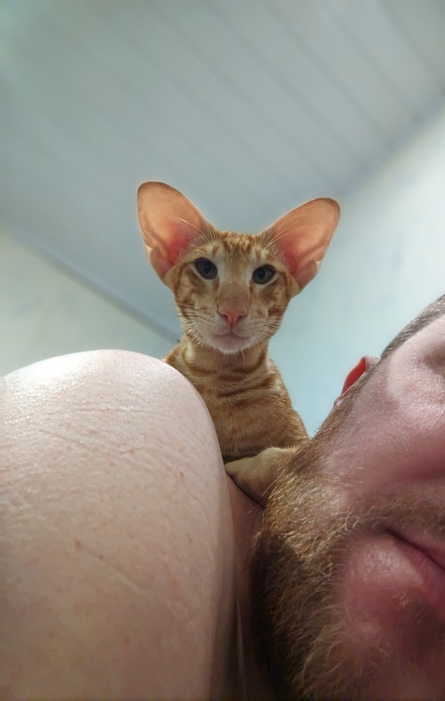 А это мой котан к котовторнику
