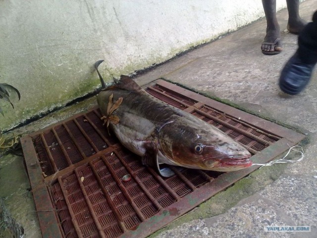 Путешествие в Сьерра-Леоне