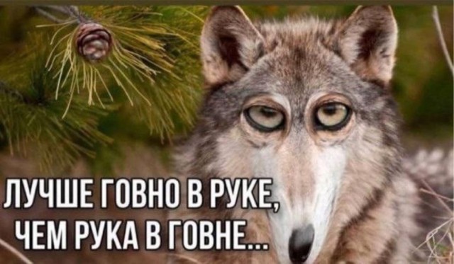 Бесит, когда срёшь на рельсы, показывая дух бунтарства и свободы, а тебе мешают волки