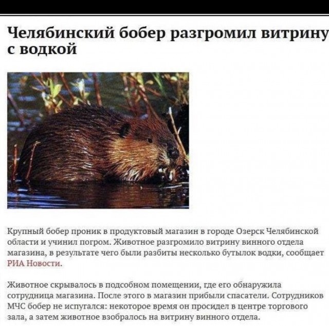 Бобры диверсанты