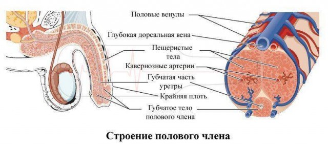 Как работает имплантат полового члена