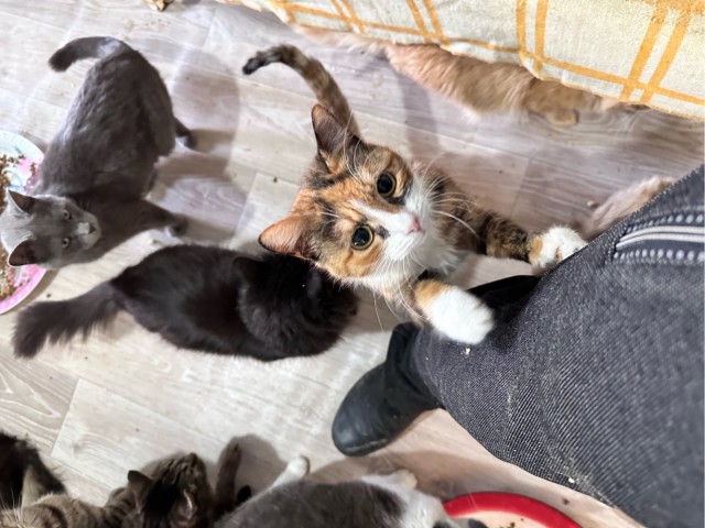 Кошачий приют