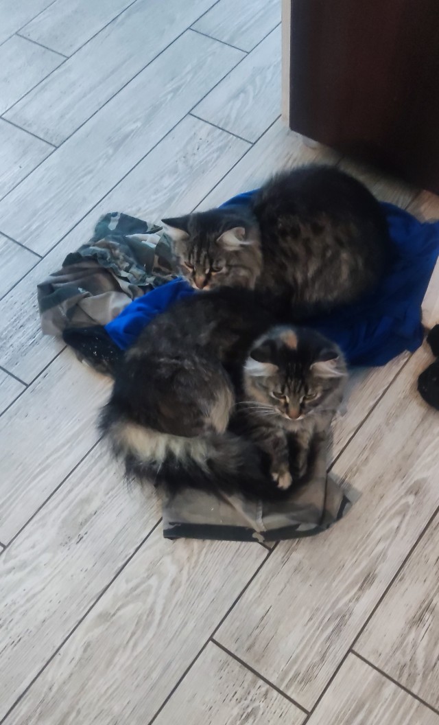 Подкидыш к котовторнику