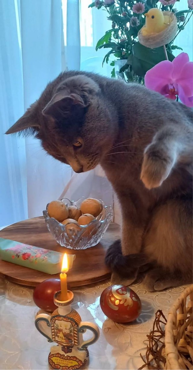 Нефотогеничный кот