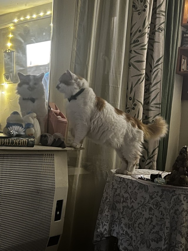 Кто самый красивый кот?