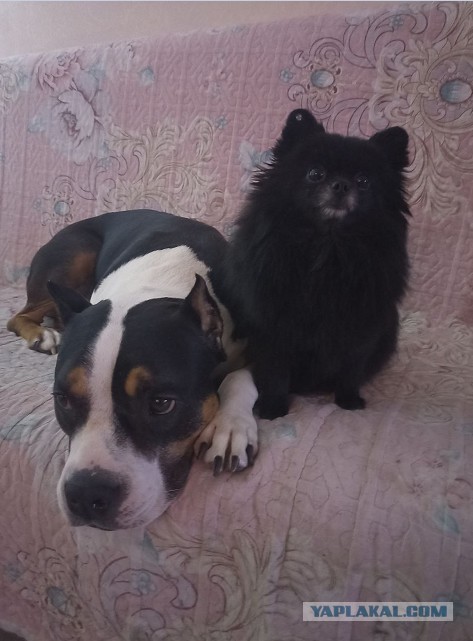 Собакочетверг 22.01.2026