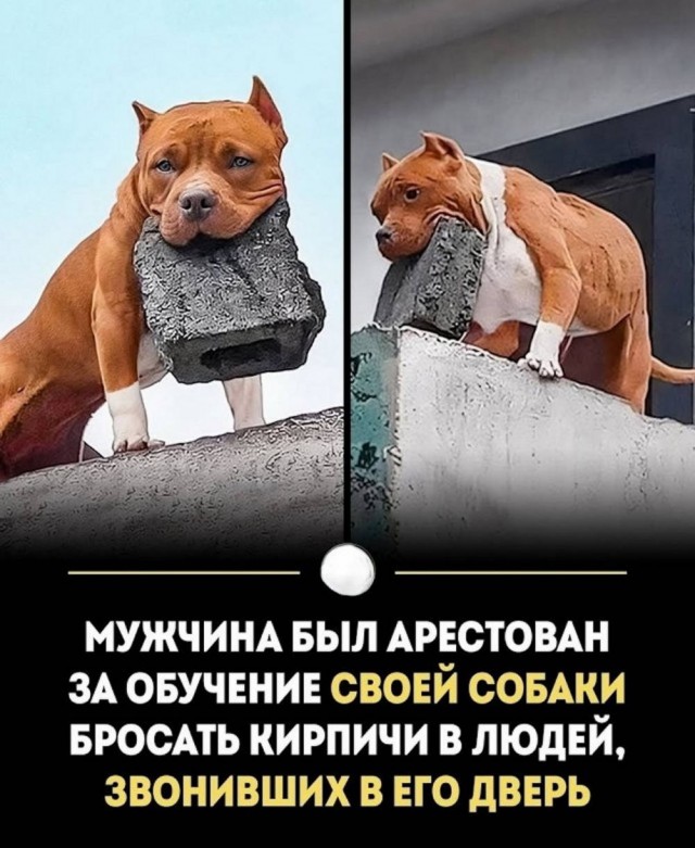 Картинки для деградации 137 (разной степени свежести)