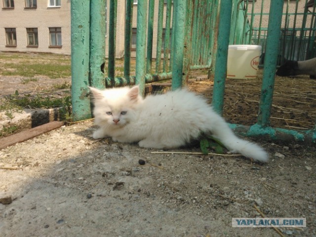 Котовторник 23.07.2013