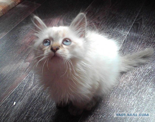 Котовторник  30.07.2013