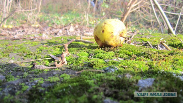 В гостях у Гитлера