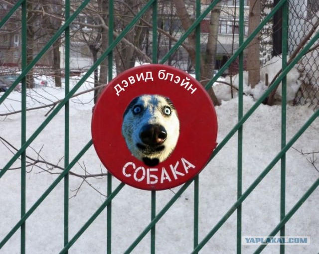 Осторожно! Смешная собака