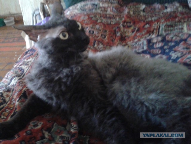 Котовторник 20.05.2014
