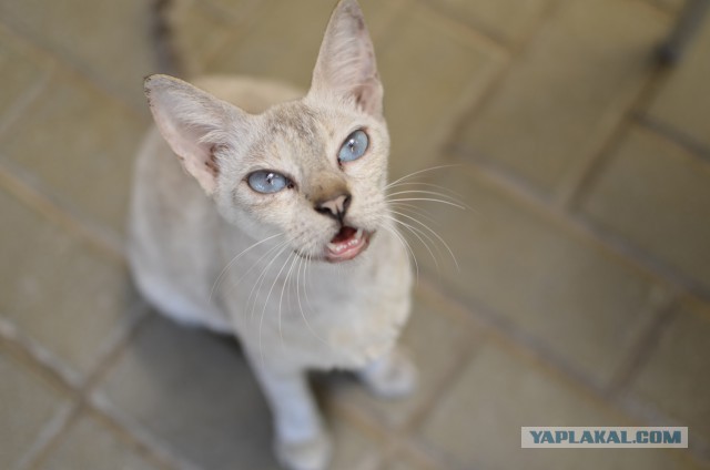 Котовторник 10.06.2014