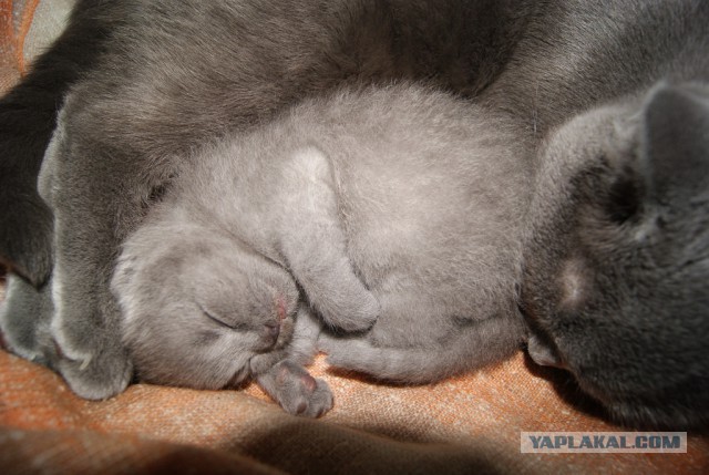 Котовторник 22.07.14