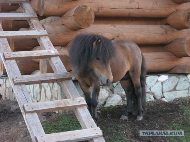 Ижевский зоопарк