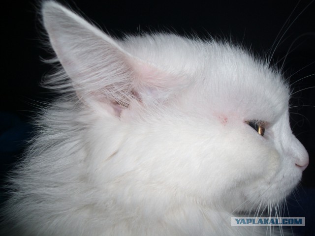 Котовторник 11.11.2014