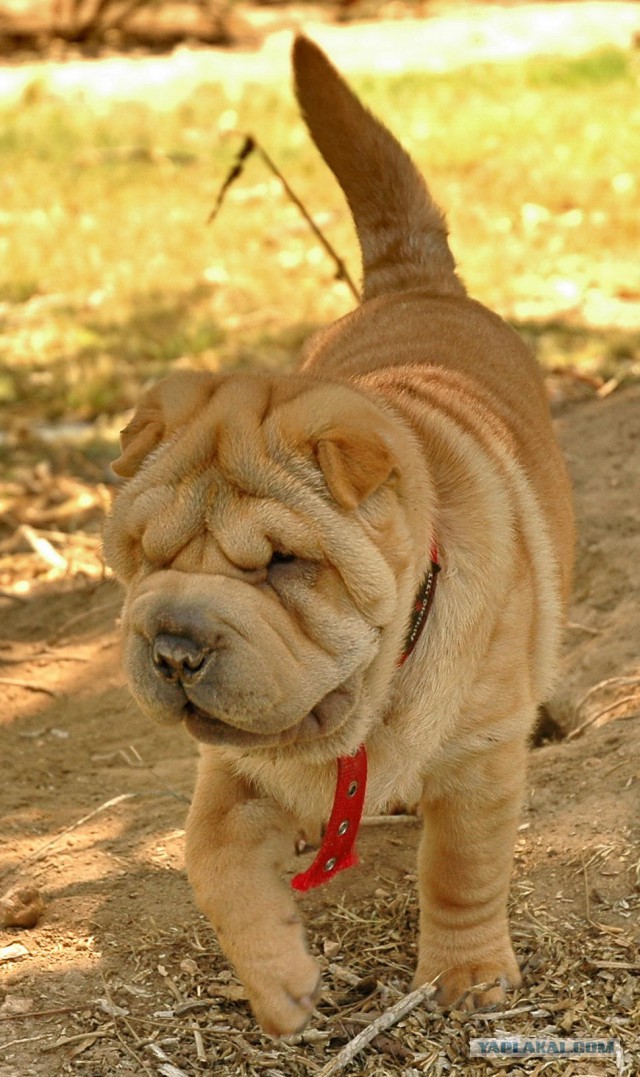 Щенята-медвежата