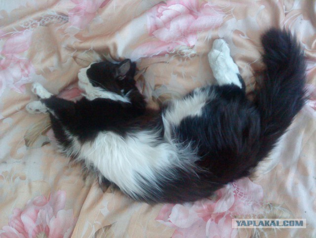 Котовторник 31.03.2015