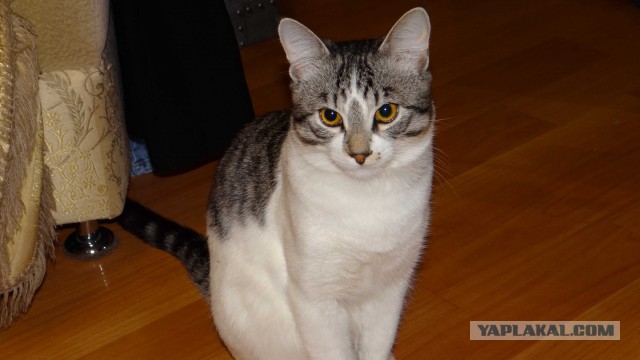 Котовторник  21.07.2015