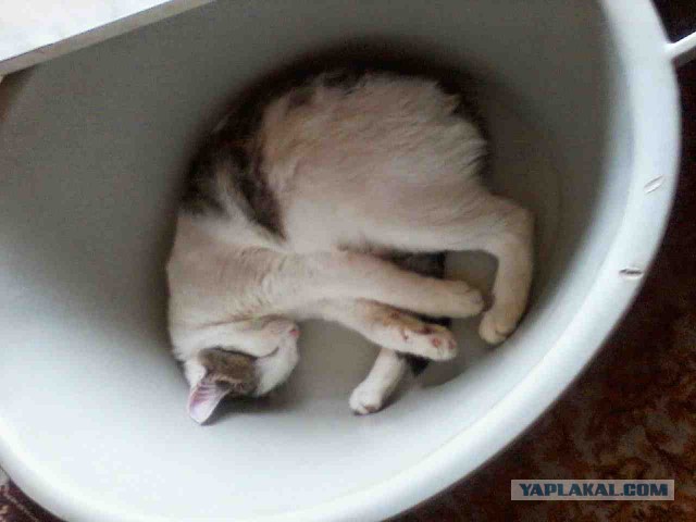 Когда коту делать нечего, дайте ему тазик.