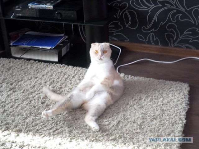 Котовторник 18.08.2015