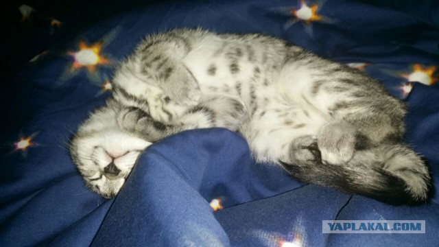 Котовторник 15.12.2015