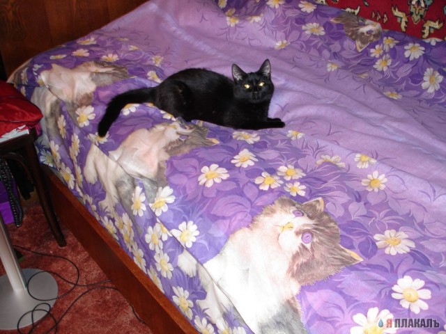 Коты, кошки, котята
