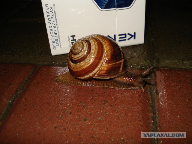 Вечерний Геленджик