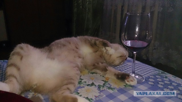 Котовторник 15.03