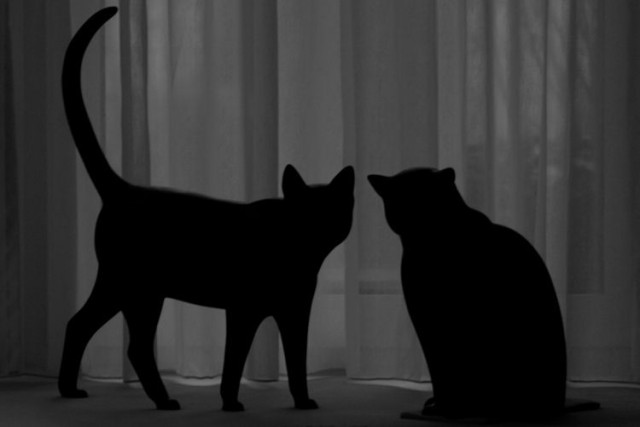 Котомет во вторник (11.12.2007)