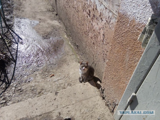 Котовторник 06.09.2016