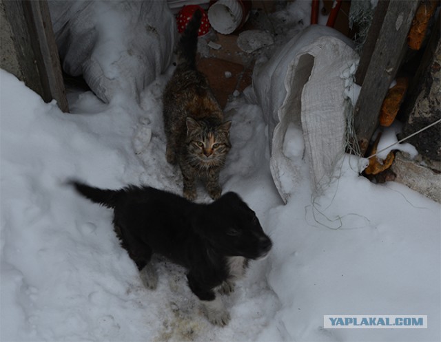 Собака и гепард познакомились будучи еще совсем маленькими...