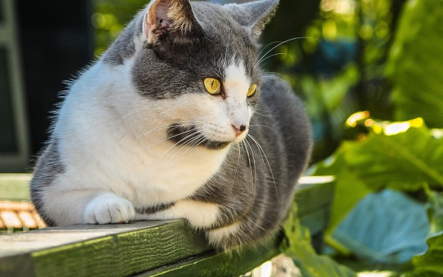 Коты и Кошки