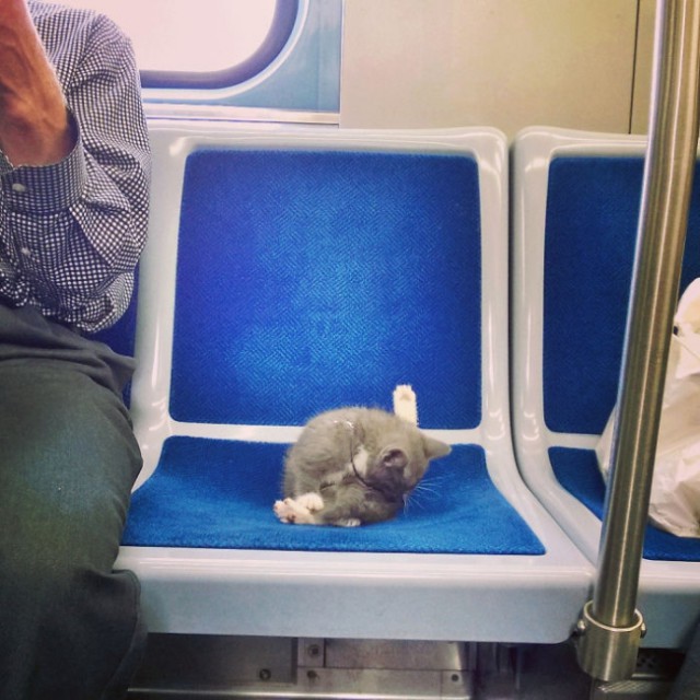 Коты и Кошки