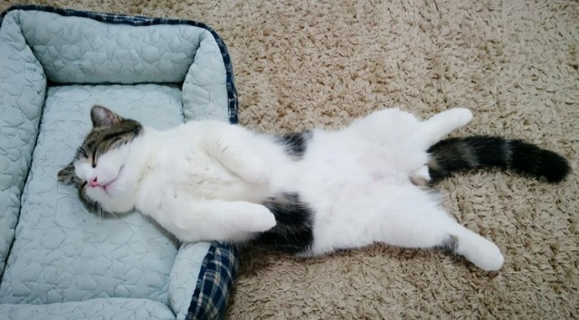 Коты и Кошки