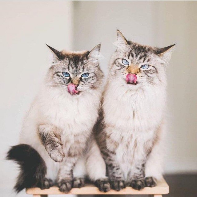 Коты и Кошки