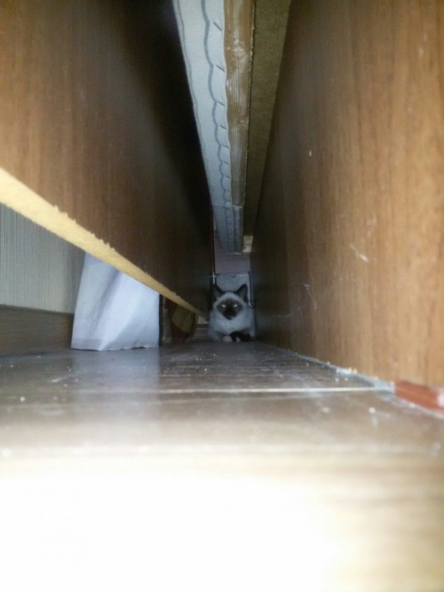 Коты и Кошки