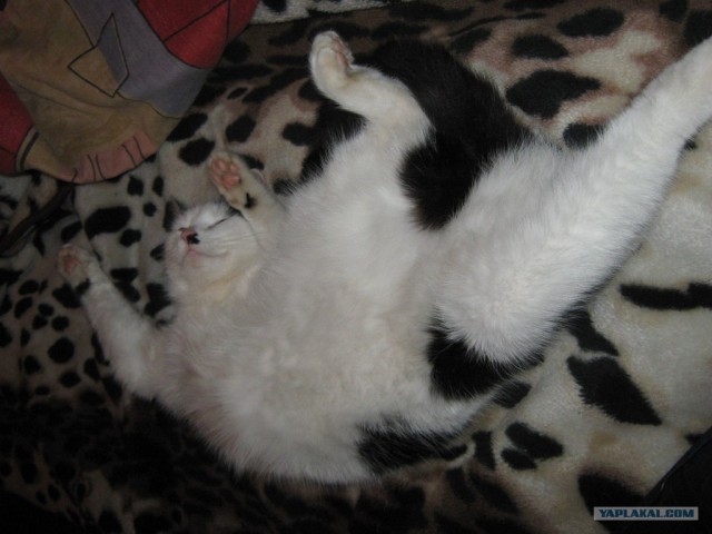 Методика воспитания котов