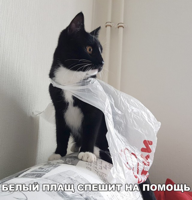 Прикольных котов пост