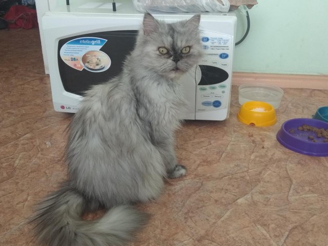 Кот показывает хозяевам, чем он занимался, пока их не было дома