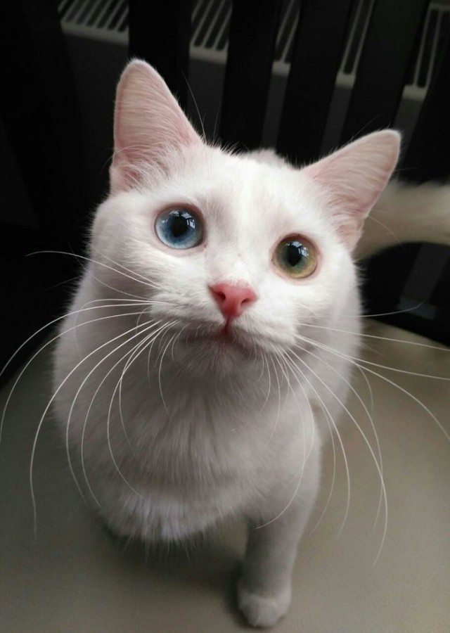 Прикольных котов пост