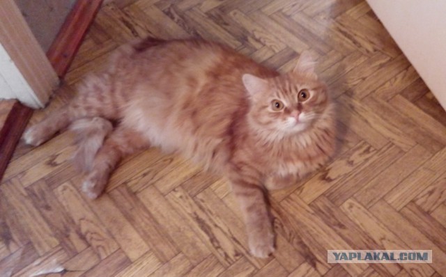 Про кота Гермеса, которого сбила машина