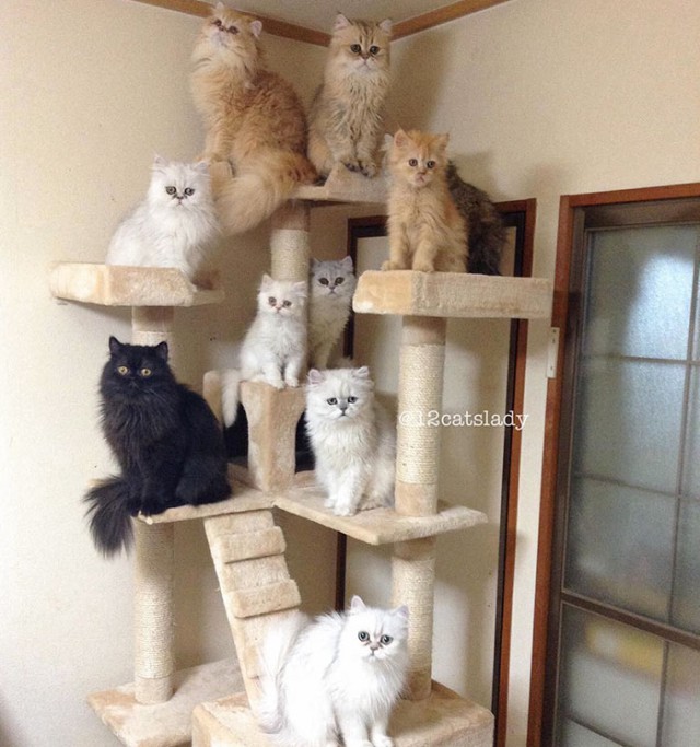 Прикольных котов пост