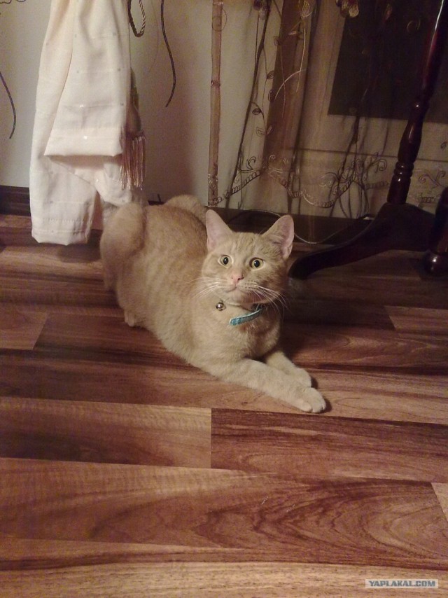 Кот Нельсон