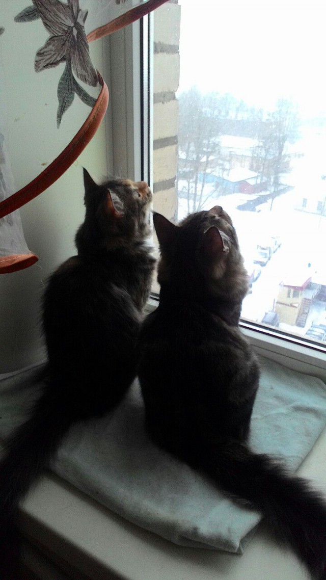 Живность из сети